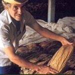 fermentation-feuille-tabac-cigare
