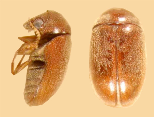 Lasioderma serricorne