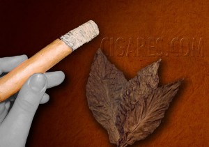 Tout savoir sur la cendre du cigare