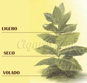 plant de tabac