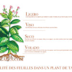 De la plante au cigare : processus de transformation des feuilles de tabacs