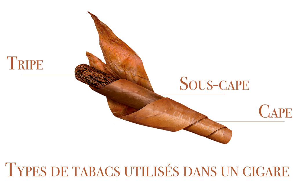 De la plante au cigare processus de transformation des feuilles de tabacs