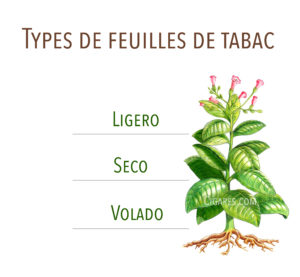 types de feuilles de tabac : seco, volado, ligero