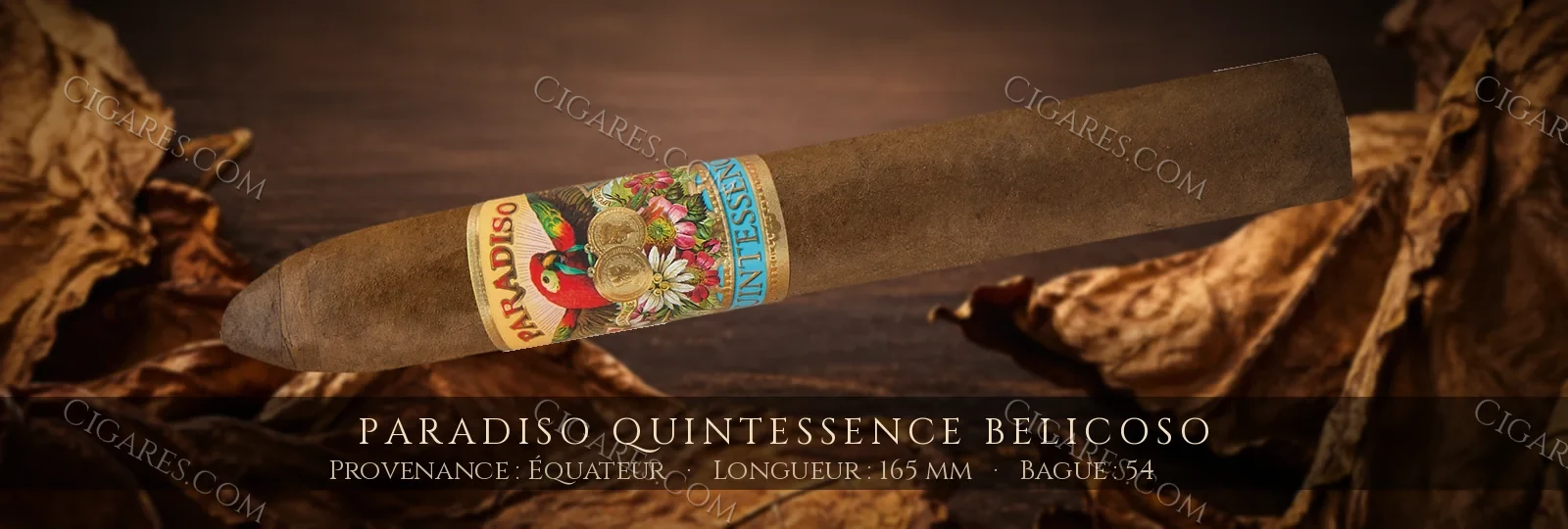 Paradiso Quintessence Belicoso — Paradiso — Nicaragua