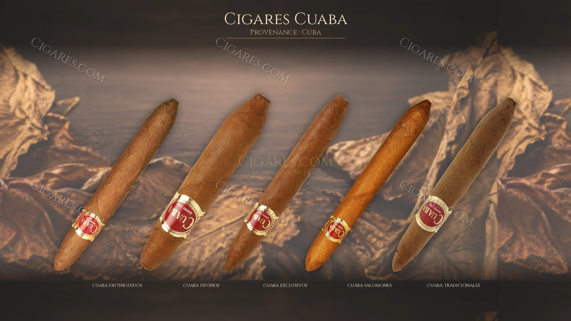 Top cigares Cuaba Cuba — les plus populaires