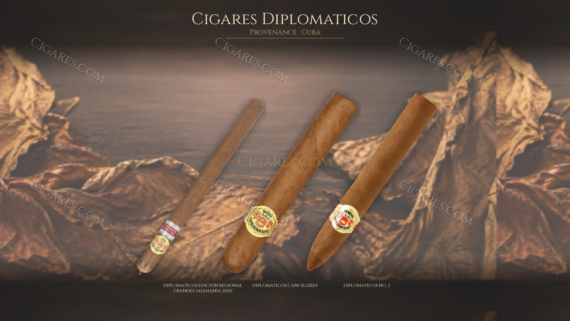 Top cigares Diplomaticos Cuba — les plus populaires